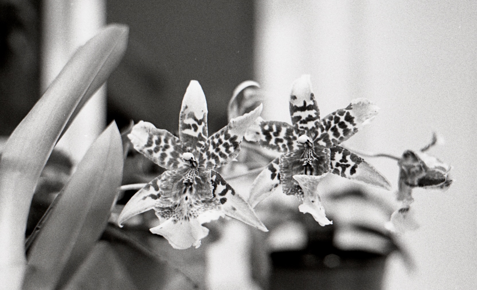 Black and white film photograph